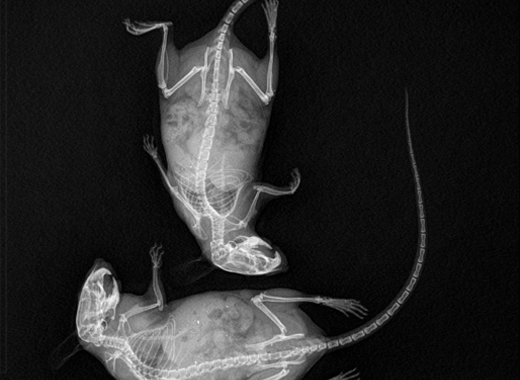 基于平板探測器的小動物微型CT成像系統(tǒng)